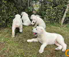Na prodaju štenci Srednje Azijskog Ovčara - Azijat