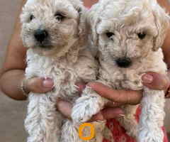 Toy poodle ostenjene 1. jula