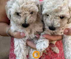 Toy poodle ostenjene 1. jula