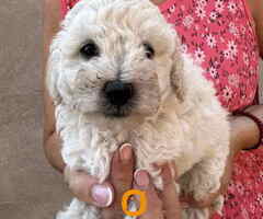 Toy poodle ostenjene 1. jula