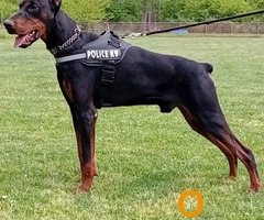 DOBERMAN stenci