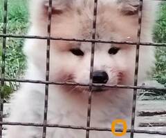 Akita Inu štenci