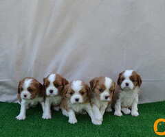 CAVALIER KING CHARLES  spaniel štenci