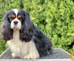 CAVALIER KING CHARLES  spaniel štenci