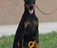 Štenci dobermana