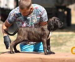 Cane corso štenci