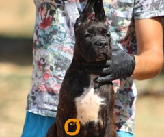 Cane corso štenci