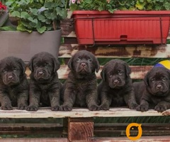 Labrador retriver štenci braon boje