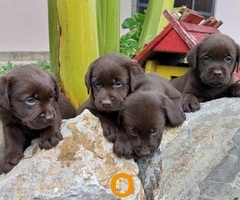 Labrador retriver štenci braon boje