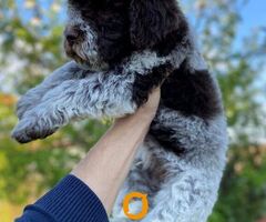 Lagotto Romagnolo štenci