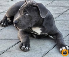 American bully xl