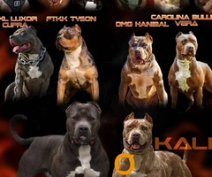 American bully xl