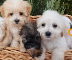 Prelepi MALTIPOO štenci