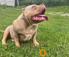 American bully pocket tri color merle