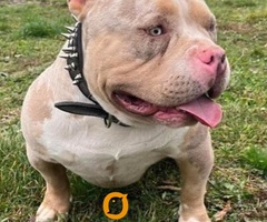 American bully pocket tri color merle