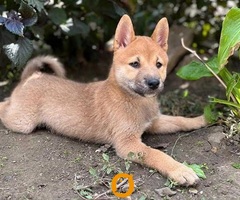 Štenci Shiba inu