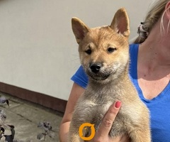 Štenci Shiba inu