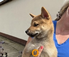 Štenci Shiba inu