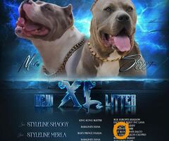 American bully xl