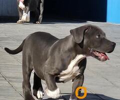 American bully xl