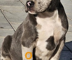 American bully xl