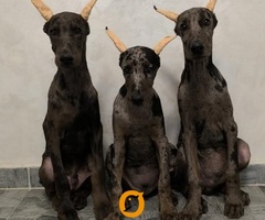 Doberman