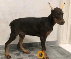 Doberman