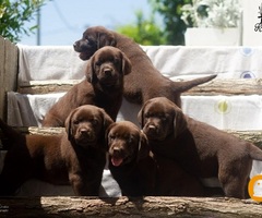 Labrador Retriver štenci