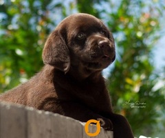 Labrador Retriver štenci