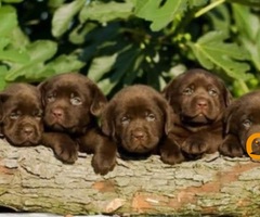 Labrador Retriver štenci