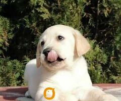 Labrador retriver