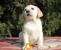 Labrador retriver