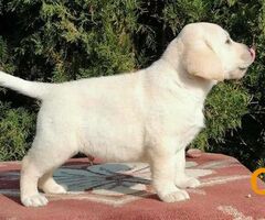 Labrador retriver