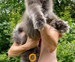 Maine Coon mačići