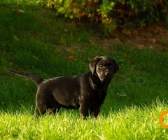 Labrador Retriver štenci