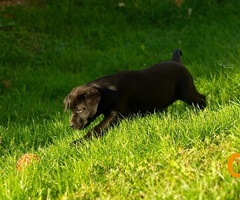 Labrador Retriver štenci