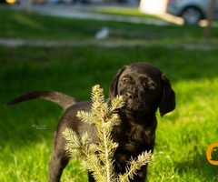 Labrador Retriver štenci