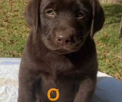 Labrador retriver, braon muzjak