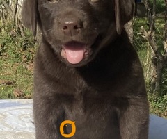 Labrador retriver, braon muzjak