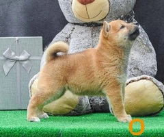 Shiba inu štenci