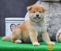 Shiba inu štenci