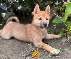 Shiba inu štenci