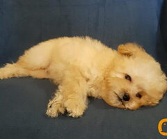 MALTIPOO  oba pola