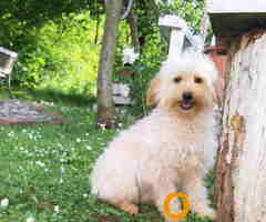 Goldendoodle dvije zenke