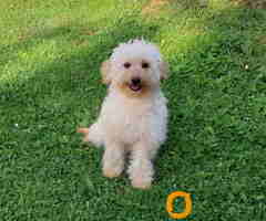 Goldendoodle dvije zenke