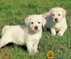 Labrador retriver