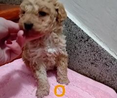 Maltipoo stenci