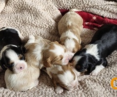 Cavalier king Charles spaniel štenci