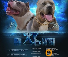 American bully xl