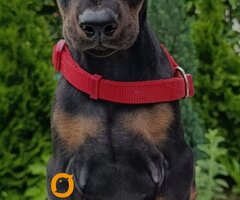 Štenci dobermana